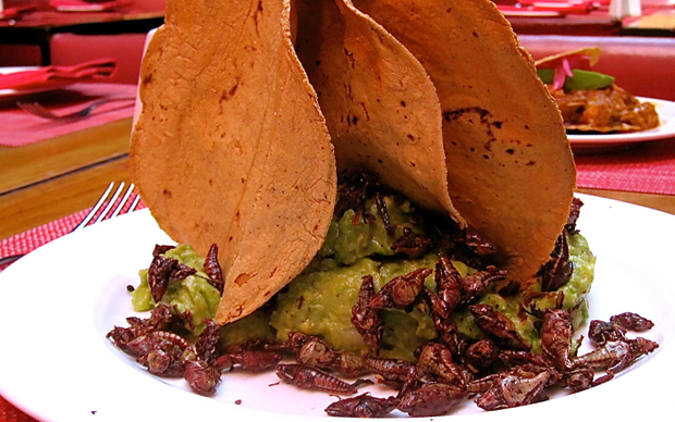 12 comidas raras que puedes probar en México - El Viajero Fisgón